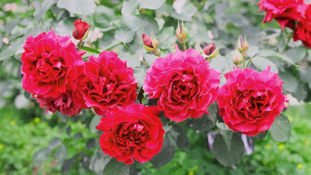 red-pink flowers and red-green buds with green leaves and green stems