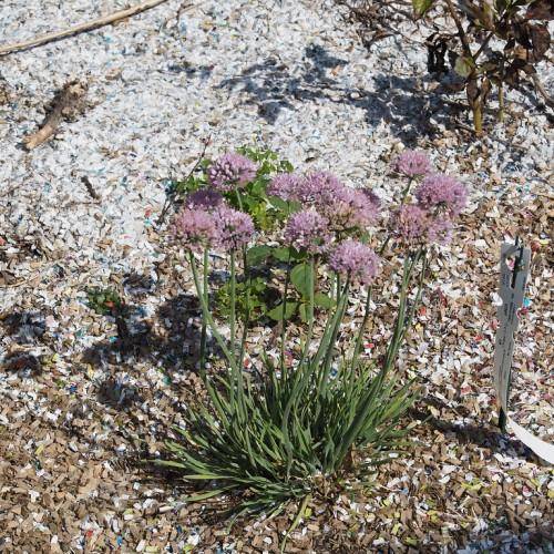 Twisted green leaves, green stems, and lavender-pink flowers.