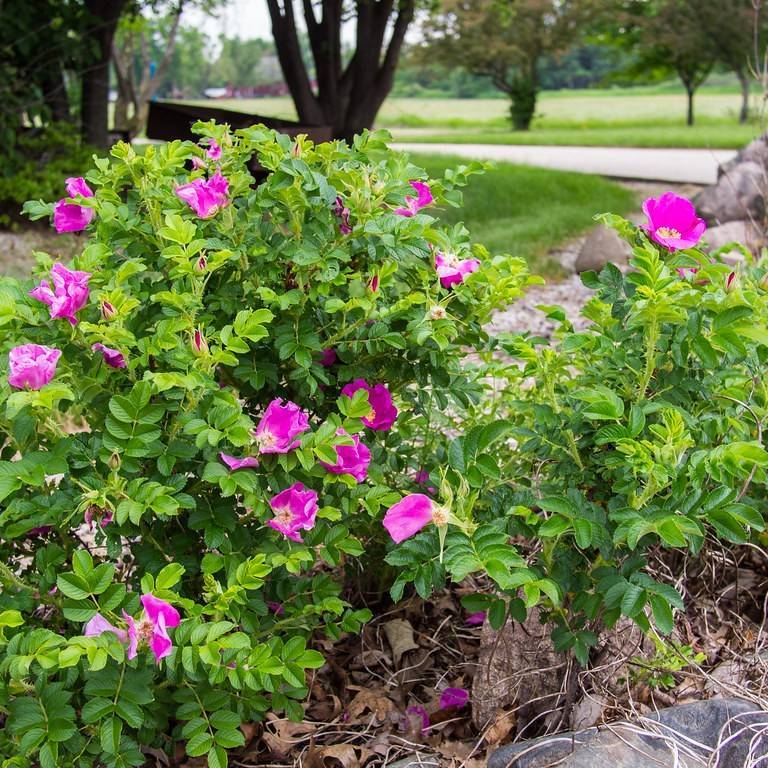 Rosa rugosa Image