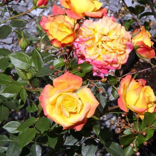 orange-yellow flowers with green leaves, red buds and brown-green stems 
