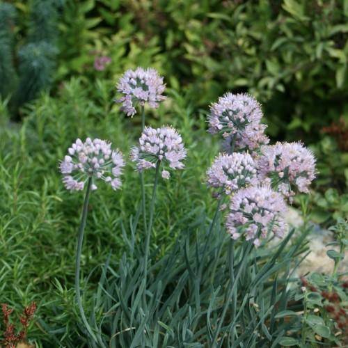 Twisted, green leaves forming dense clumps. Lavender-white flowers on green stems.