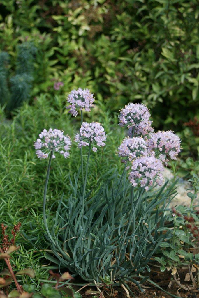 Twisted, green leaves forming dense clumps. Lavender-white flowers on green stems.