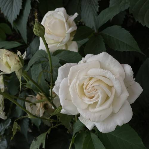 cream flowers with green stems, leaves and green buds