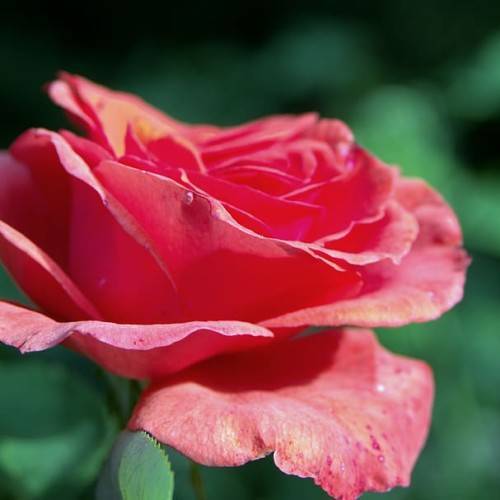 red-pink flower with green leaves