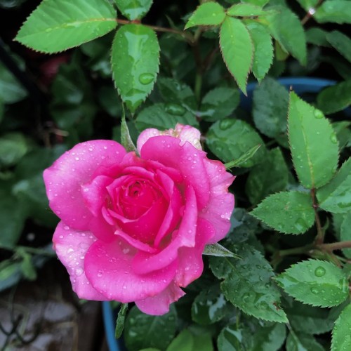 Pink flower with green sepal and leaves, maroon-brown stem, yellow midrib and maroon blades.
