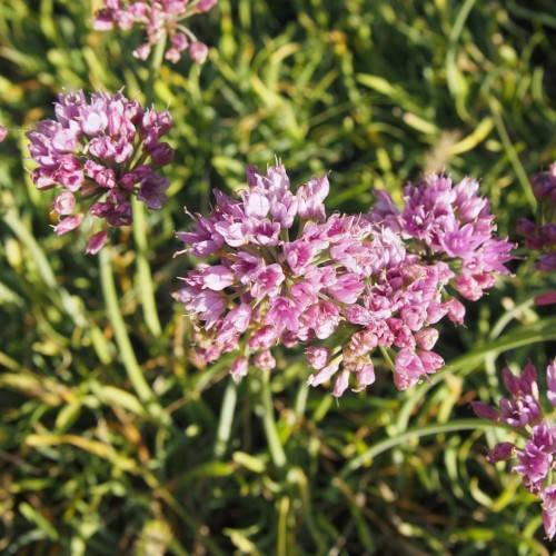 pink-purple flowers with green foliage and stems