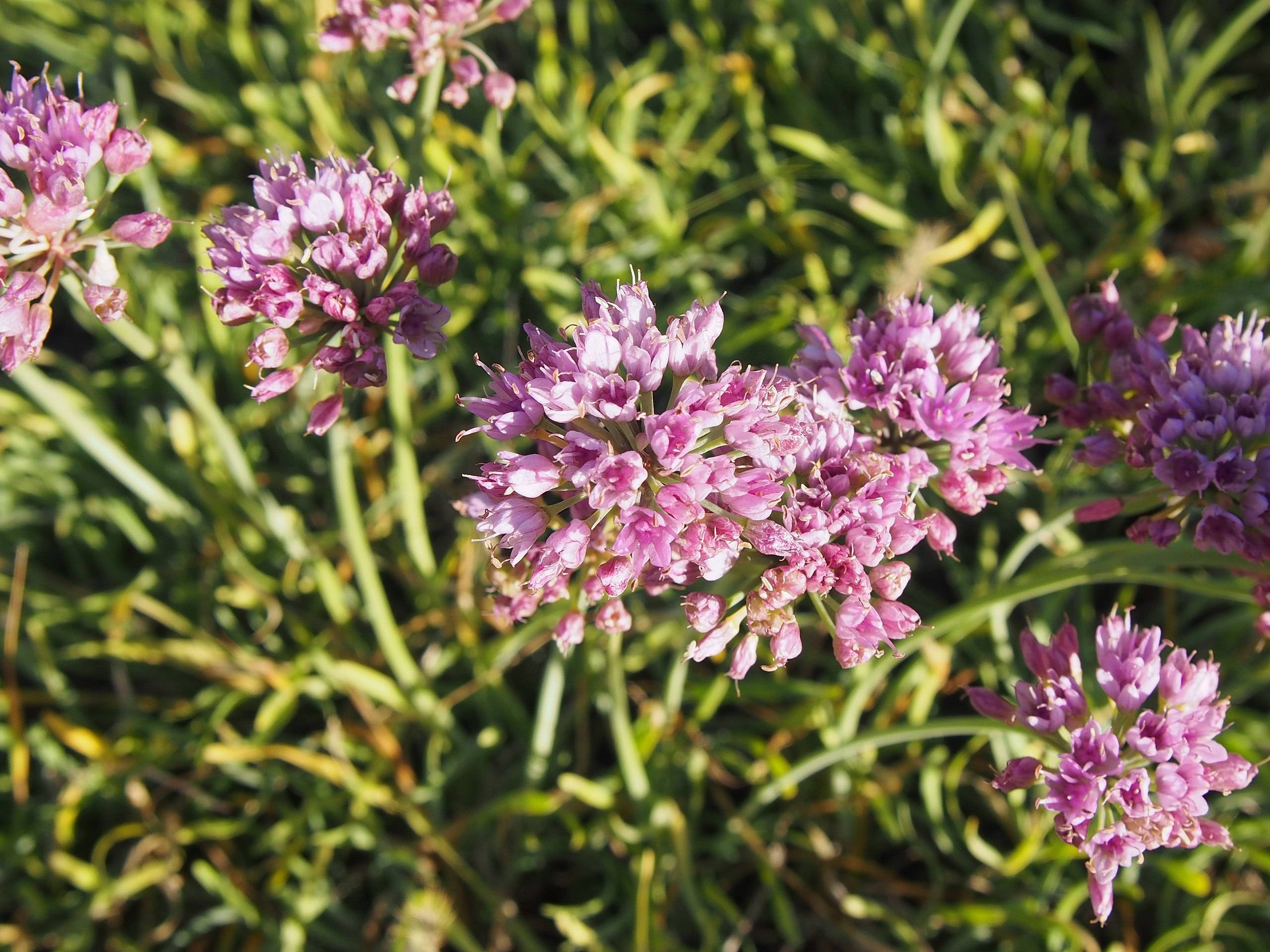 pink-purple flowers with green foliage and stems