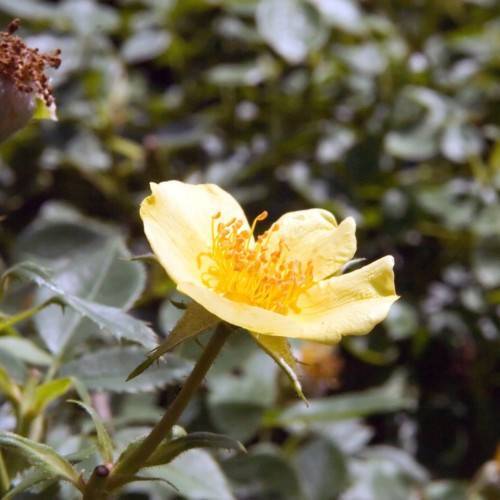 yellow flower with yellow filaments, orange anthers, olive sepals, leaves and green-brown stems