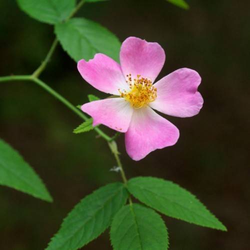light-pink flowers with yellow filaments, brown anthers, green stems and leaves