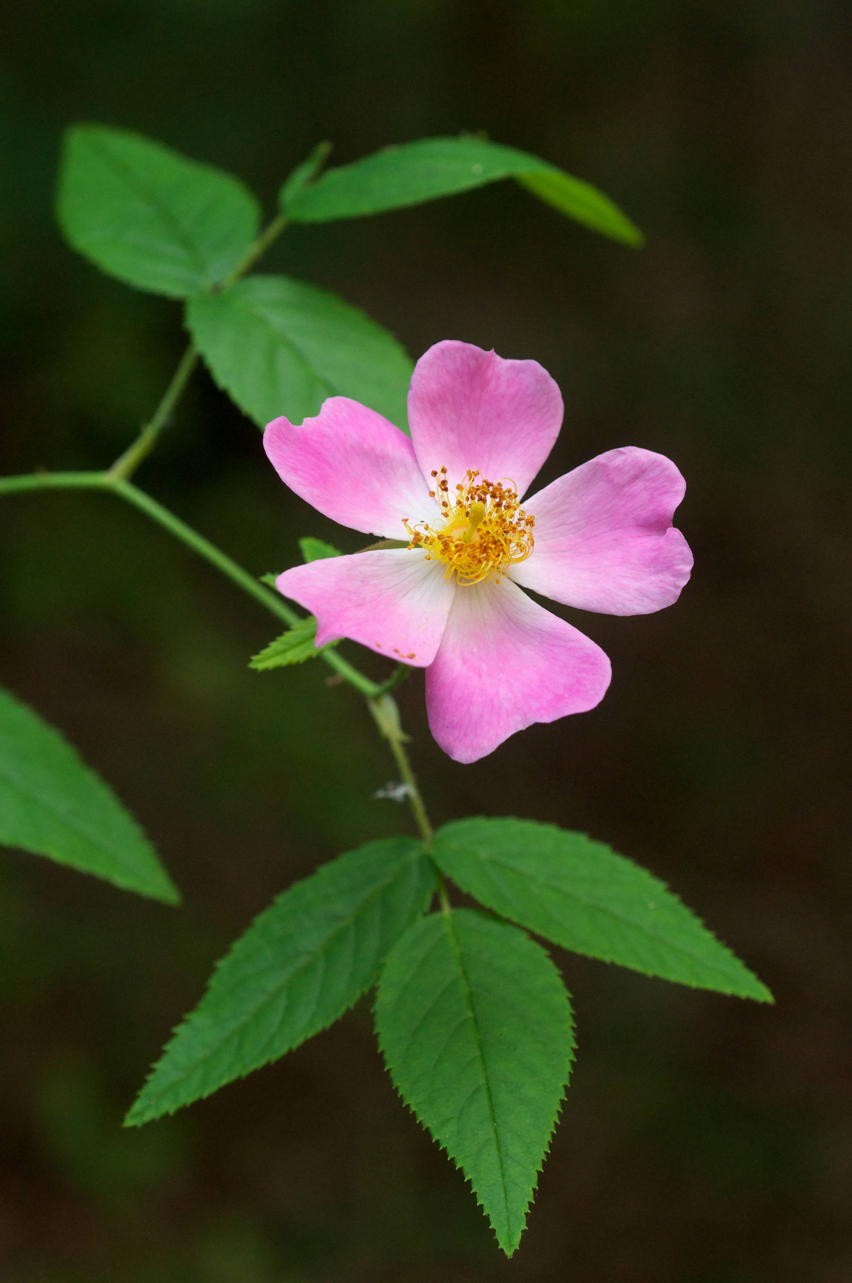 light-pink flowers with yellow filaments, brown anthers, green stems and leaves 