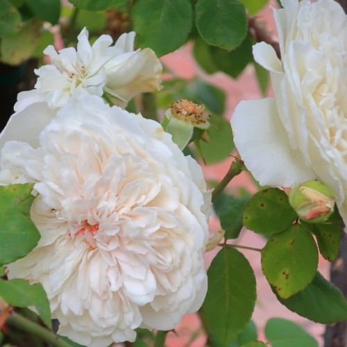 Off-white flowers with pink center, green-pink buds, green stems and leaves.