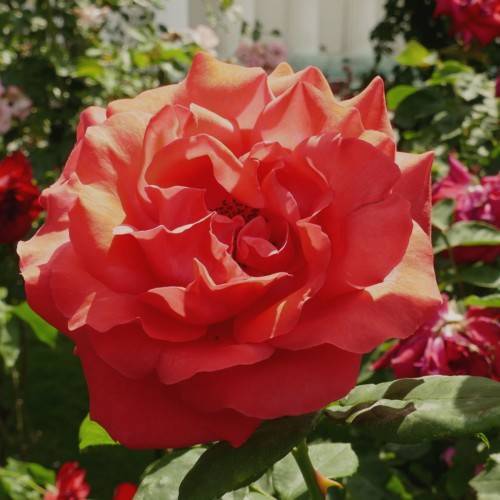 red-pink flowers with green leaves and green stems