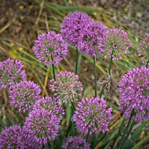 Purple flowers clustered together on long, thin green stems.