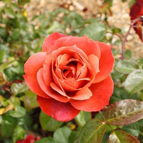 deep-orange flower with red-green leaves and stems