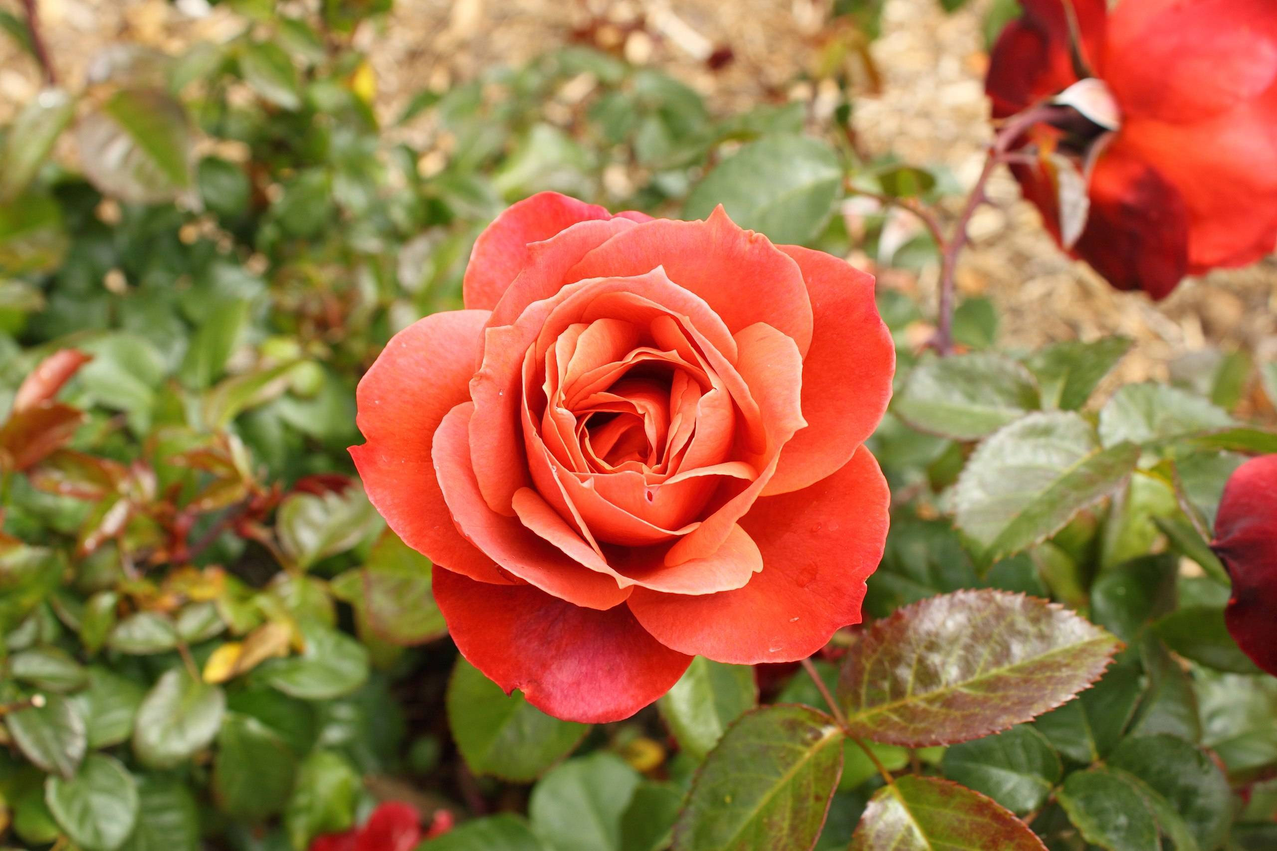 deep-orange flower with red-green leaves and stems