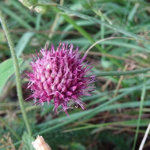  Tall green stems with small pink flowers in a tight, round cluster.