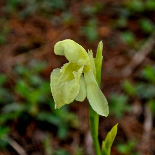 yellow-lime flower with yellow-green buds and green stems