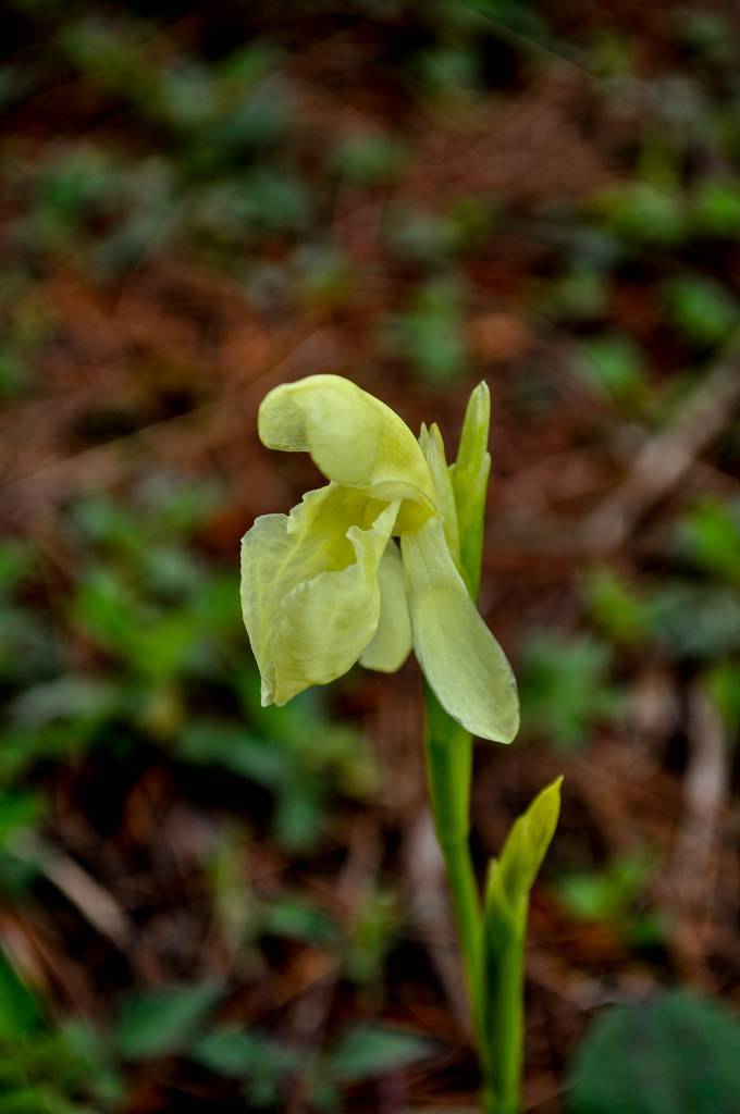 yellow-lime flower with yellow-green buds and green stems