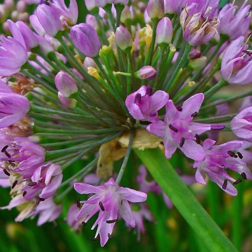 light-purple flowers and yellow-purple buds with green petioles and stems