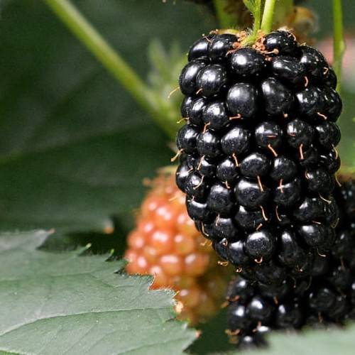 black-orange fruits with yellow-green stems and green leaves