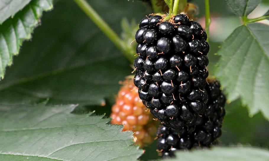 black-orange fruits with yellow-green stems and green leaves