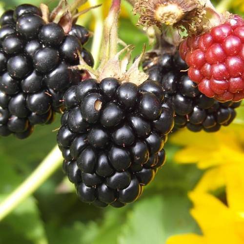 black-red fruits with yellow-brown leaves, sepals, and yellow-green stems