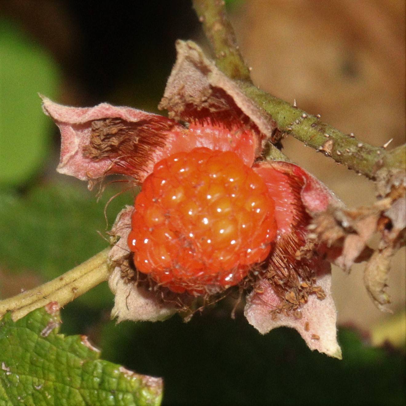 orange fruit with brown-pink sepals, brown-green leaves and stems