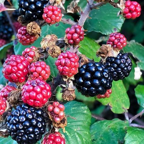 red-black fruits with green leaves, yellow-brown flowers and brown branches
