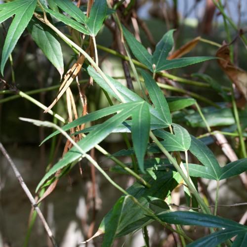 Green leaves with lime-green stipules, brown stem.
