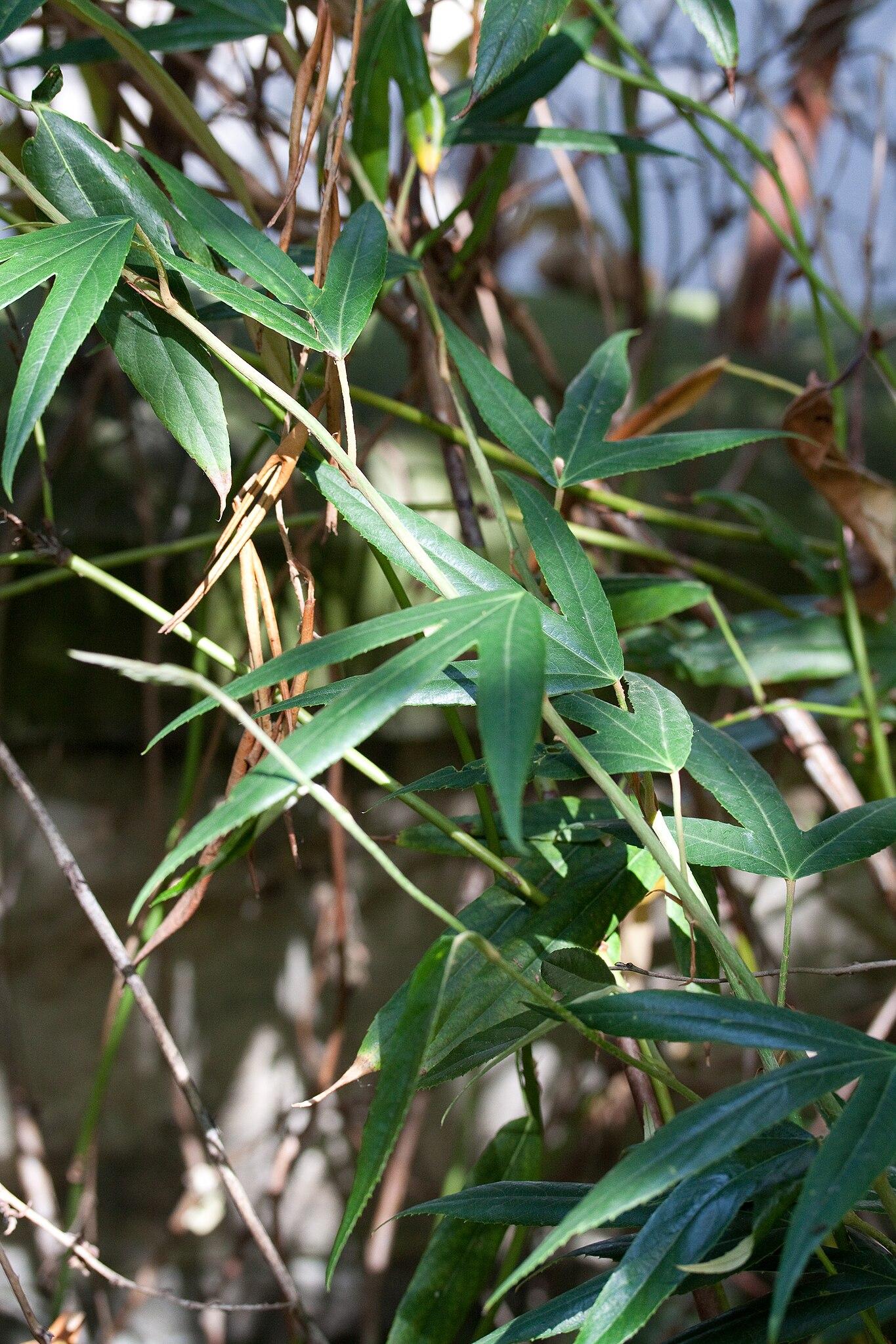 Green leaves with lime-green stipules, brown stem.