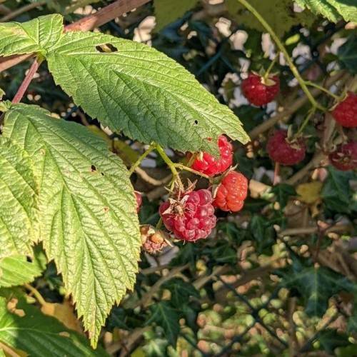 lime-green leaves with red fruits and brown-green stems