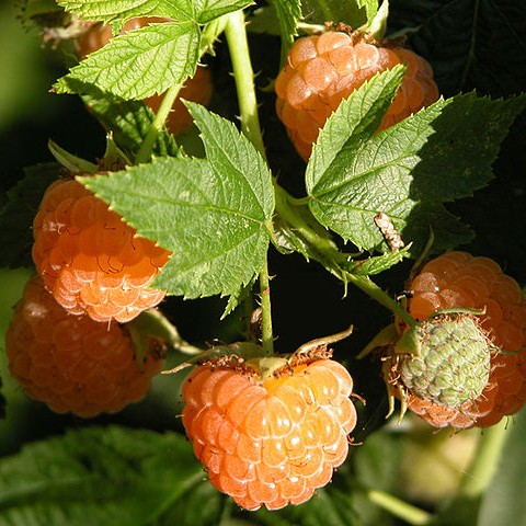 Coral fruits with coral hair, green sepal, buds, stems and green leaves.