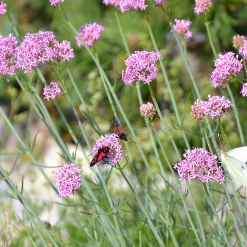 pink-purple flowers with green leaves and stems