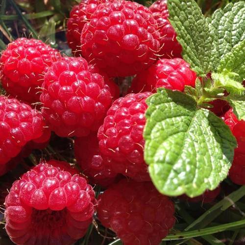 bright-red fruits with lime-green leaves and green stems
