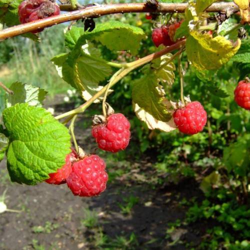 bright-red fruits with lime-green leaves and beige-green stems