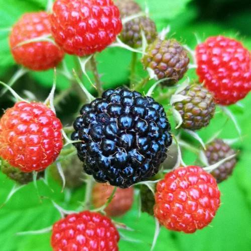 red-black fruits with white sepals and lime-green leaves