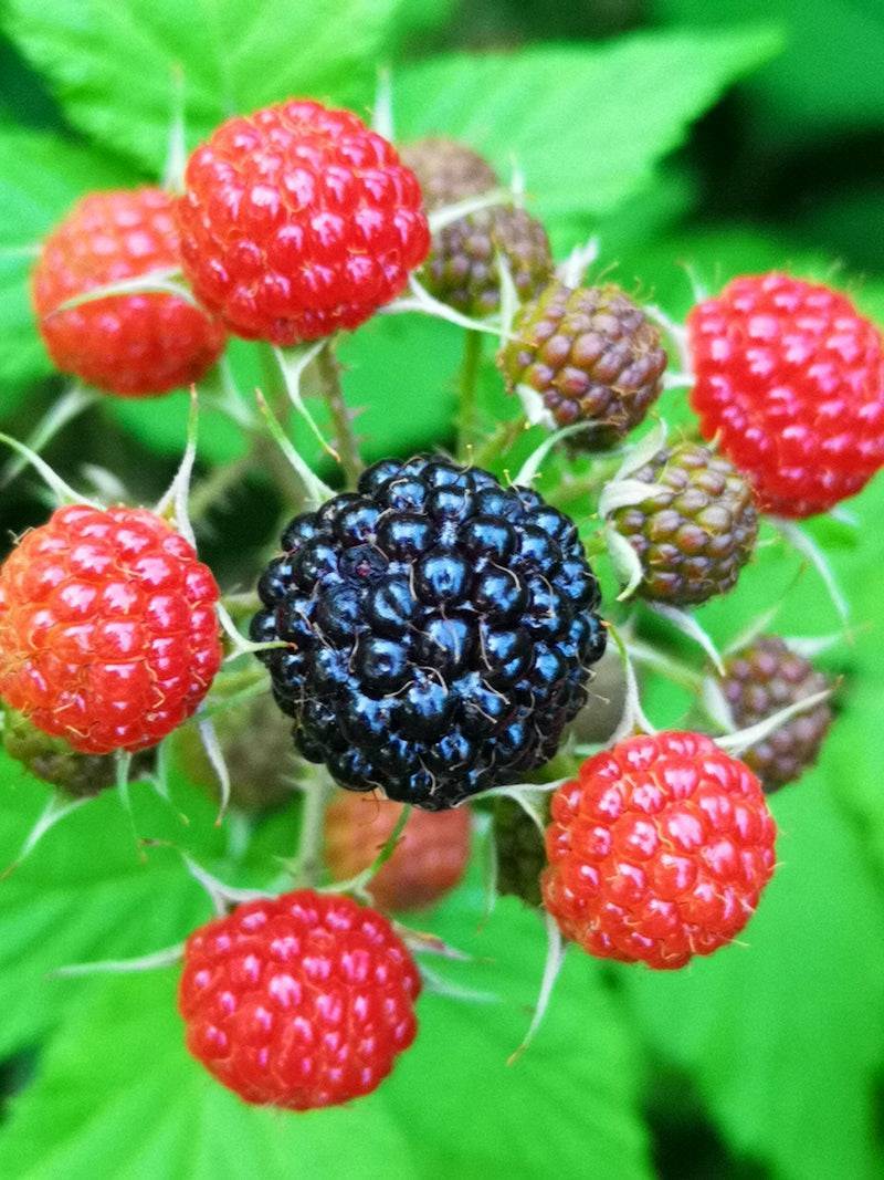 red-black fruits with white sepals and lime-green leaves