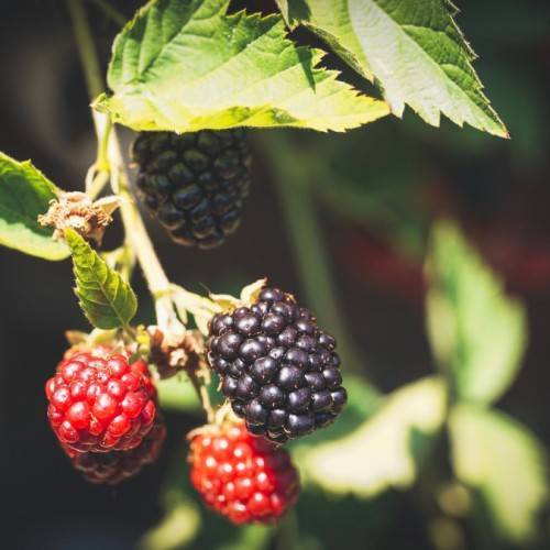 black-red fruits with lime-green leaves and beige-yellow stems
