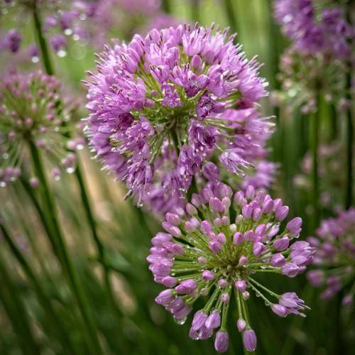 Numerous small purple flowers in round clusters on tall green stems.