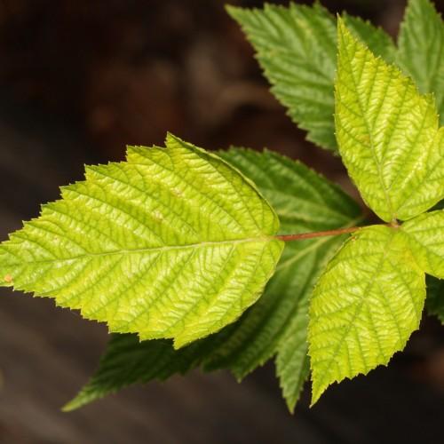 Lime-green leaves with red stipules.