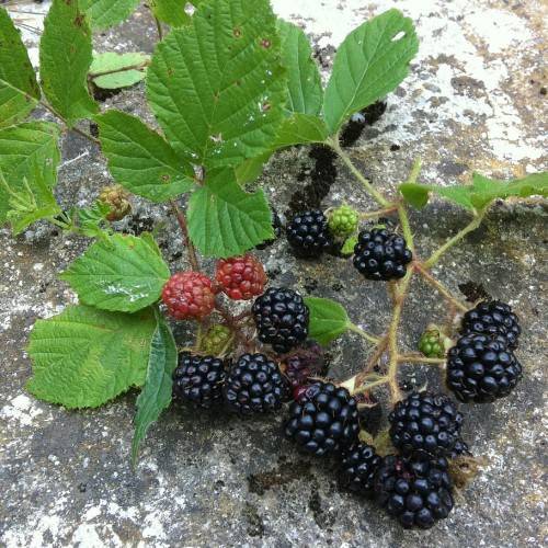 black-red fruits with lime-green leaves and beige-green stems