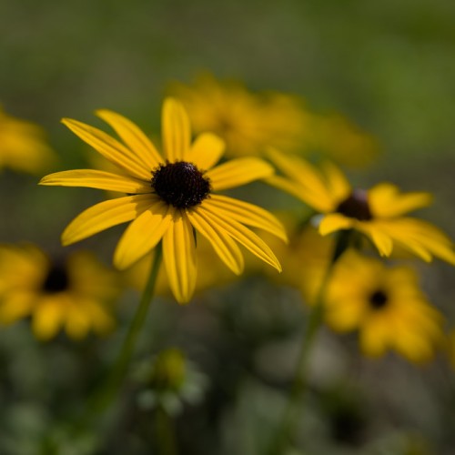 Yellow flower with black center, green stem.