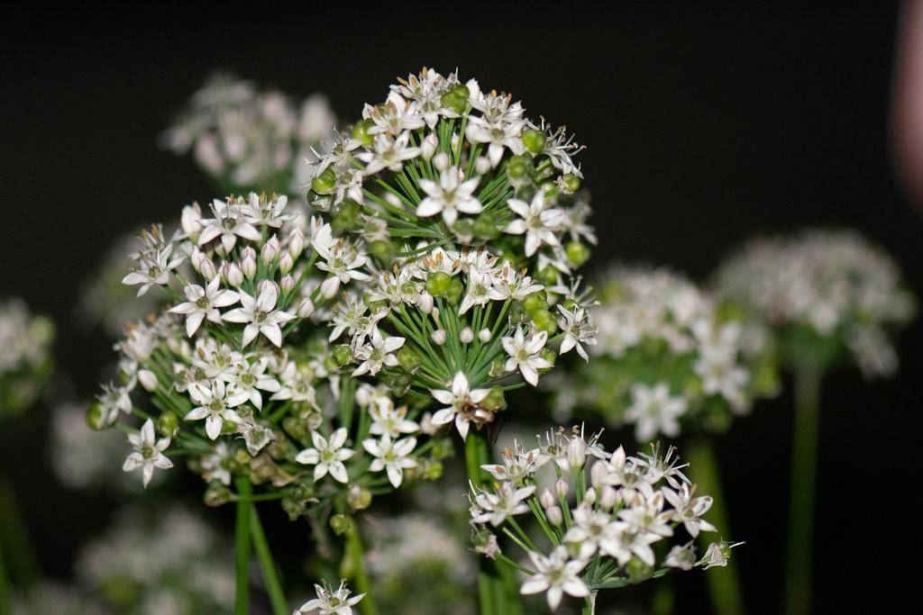 Green leaves and clusters of small white flowers on tall, slender green stems.