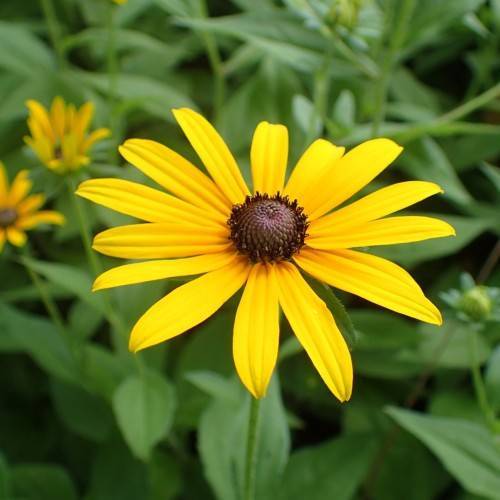 yellow flowers with dark-brown center, green leaves and stems