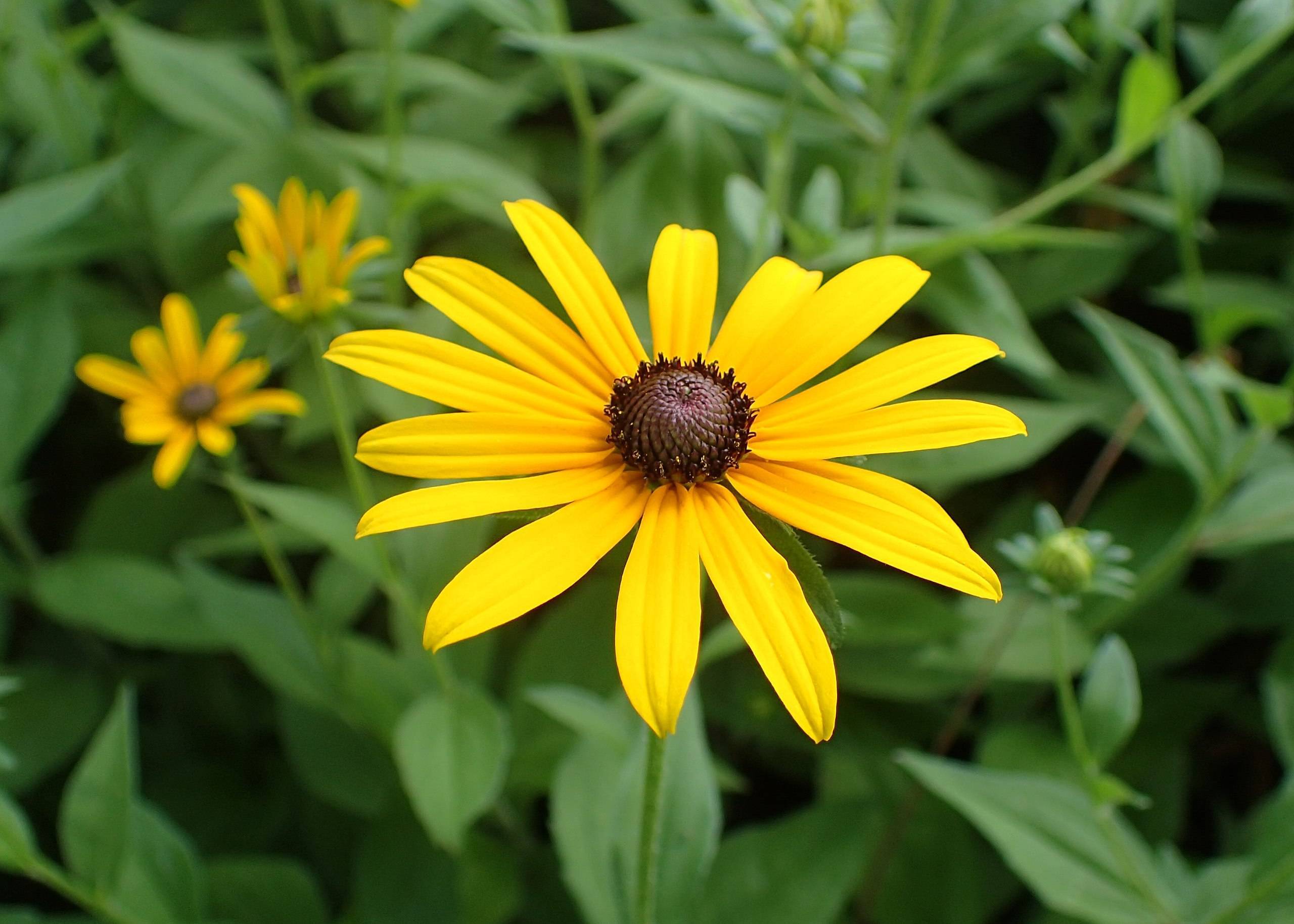 yellow flowers with dark-brown center, green leaves and stems