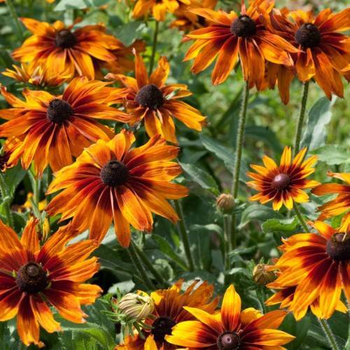 orange-burgundy flowers with black center, green leaves and green stems
