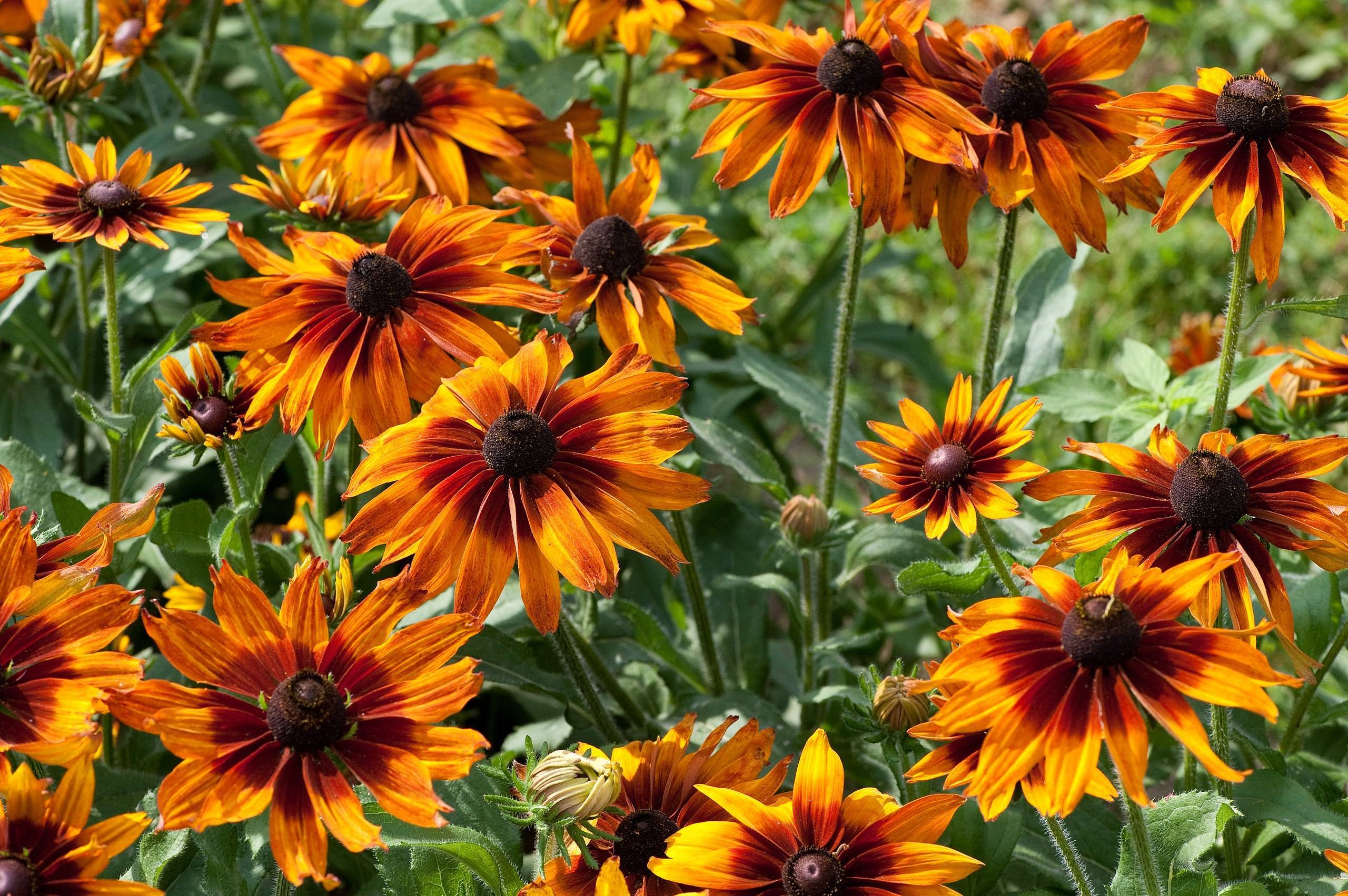 orange-burgundy flowers with black center, green leaves and green stems
