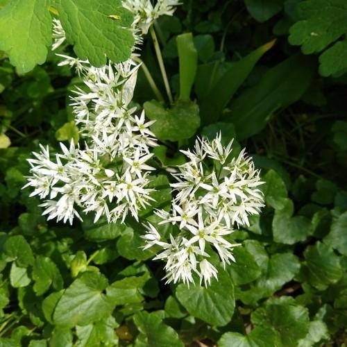 Broad, glossy green leaves with white flowers in loose, spherical clusters atop sturdy green stems.