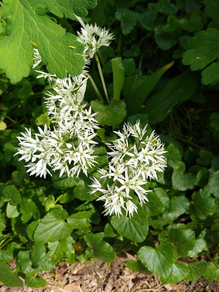 Broad, glossy green leaves with white flowers in loose, spherical clusters atop sturdy green stems.