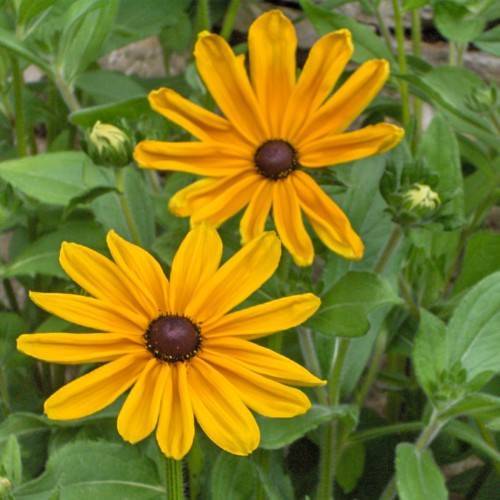 yellow flowers with black-brown center, yellow-green buds, green leaves and stems